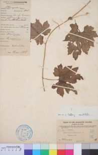 Specimen thumbnail